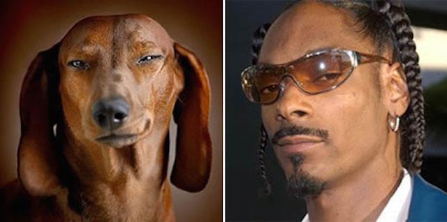 dog_snoop-dog-similarities.jpg